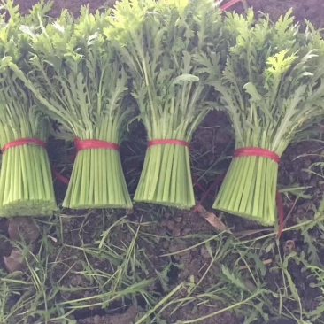 精品光杆茼蒿大量上市