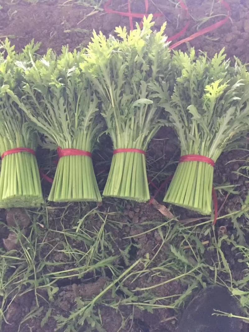 精品光杆茼蒿大量上市