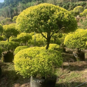 黄金香柳球千层金单球双球造型产地直销大量现货批发