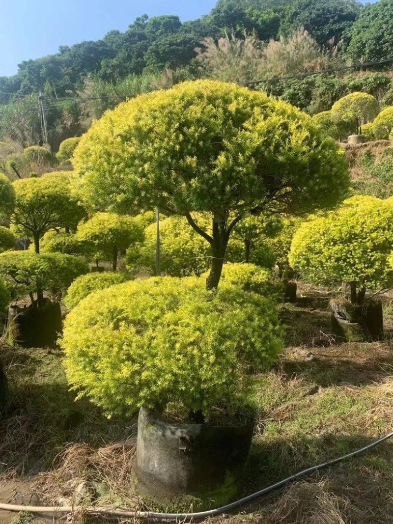 黄金香柳球千层金单球双球造型产地直销大量现货批发