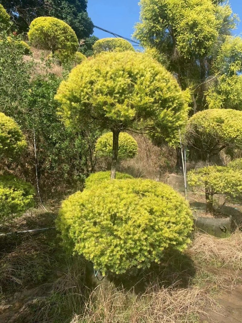 黄金香柳球千层金单球双球造型产地直销大量现货批发