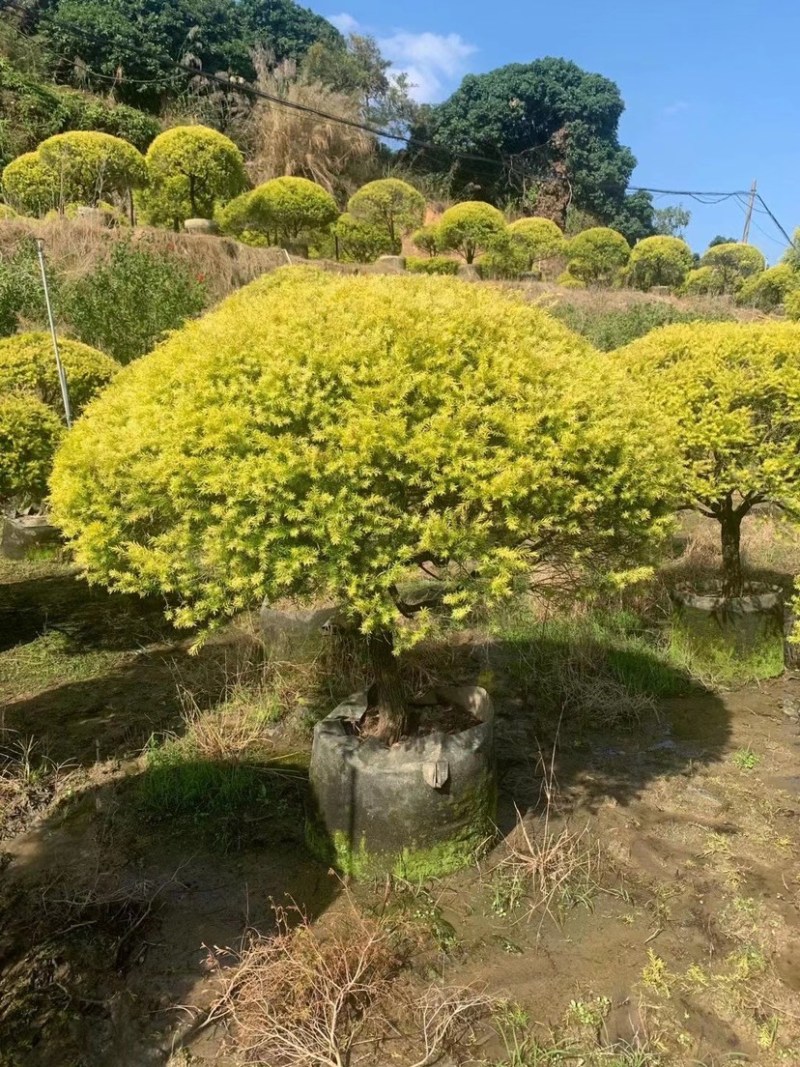 黄金香柳球千层金单球双球造型产地直销大量现货批发