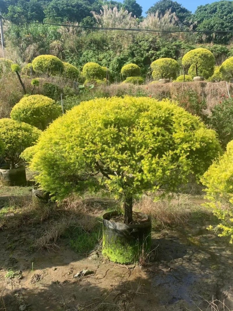 黄金香柳球千层金单球双球造型产地直销大量现货批发