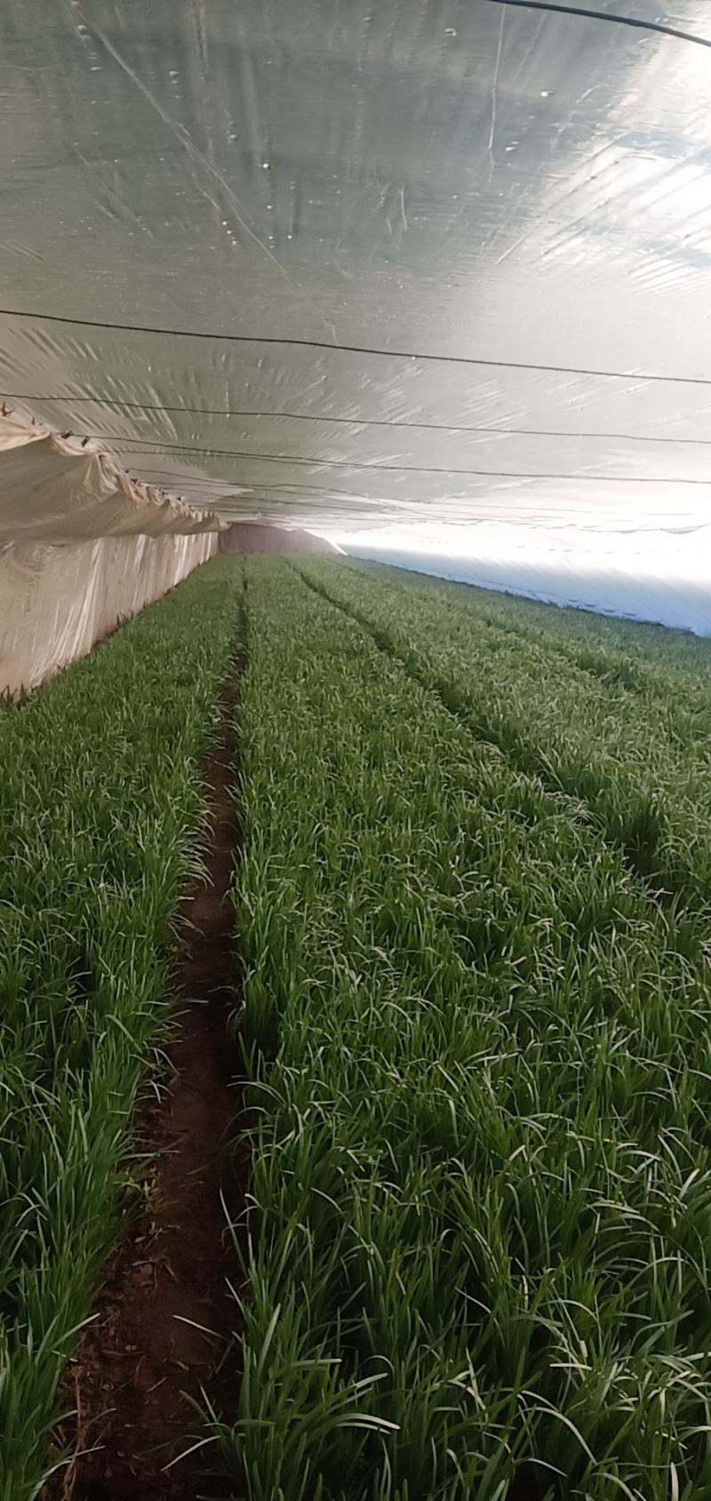 小叶韭菜！吉林省白城市洮北区青山镇四发村！