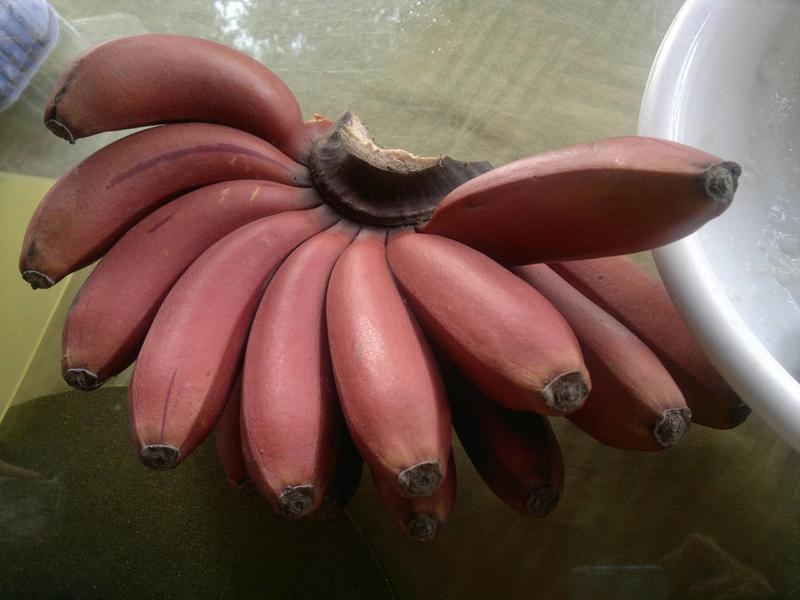 香蕉袋苗（香蕉红香蕉米蕉）批发福建漳州