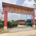 香蕉袋苗（香蕉红香蕉米蕉）批发福建漳州