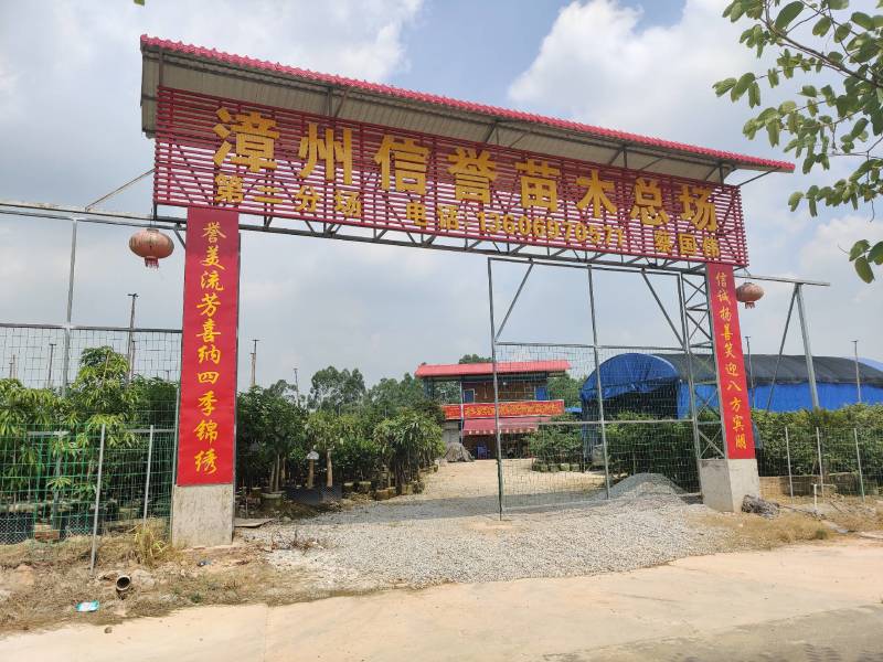 香蕉袋苗（香蕉红香蕉米蕉）批发福建漳州