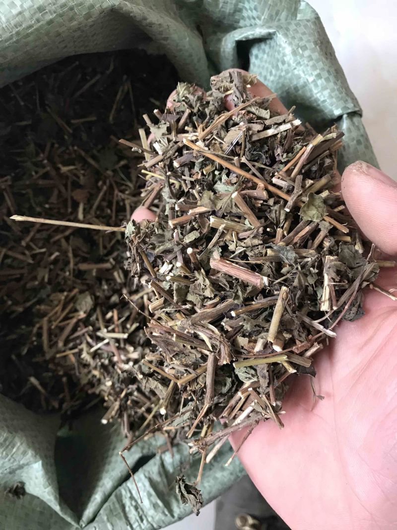 冬凌草野生冬凌草无硫无杂质