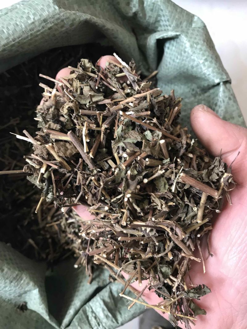 冬凌草野生冬凌草无硫无杂质