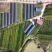 山竹袋苗量多价优批发福建漳州
