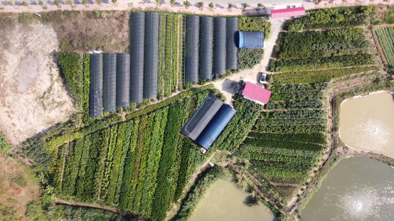 山竹袋苗量多价优批发福建漳州