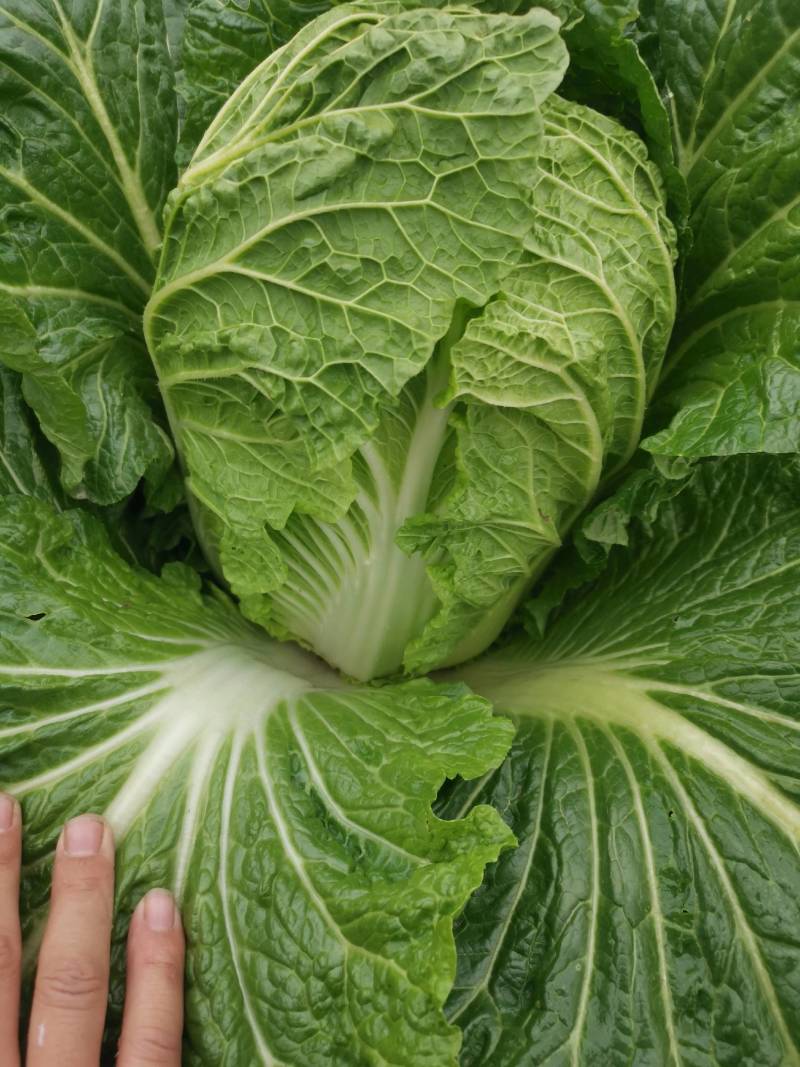 黄心大白菜价格便宜质量好