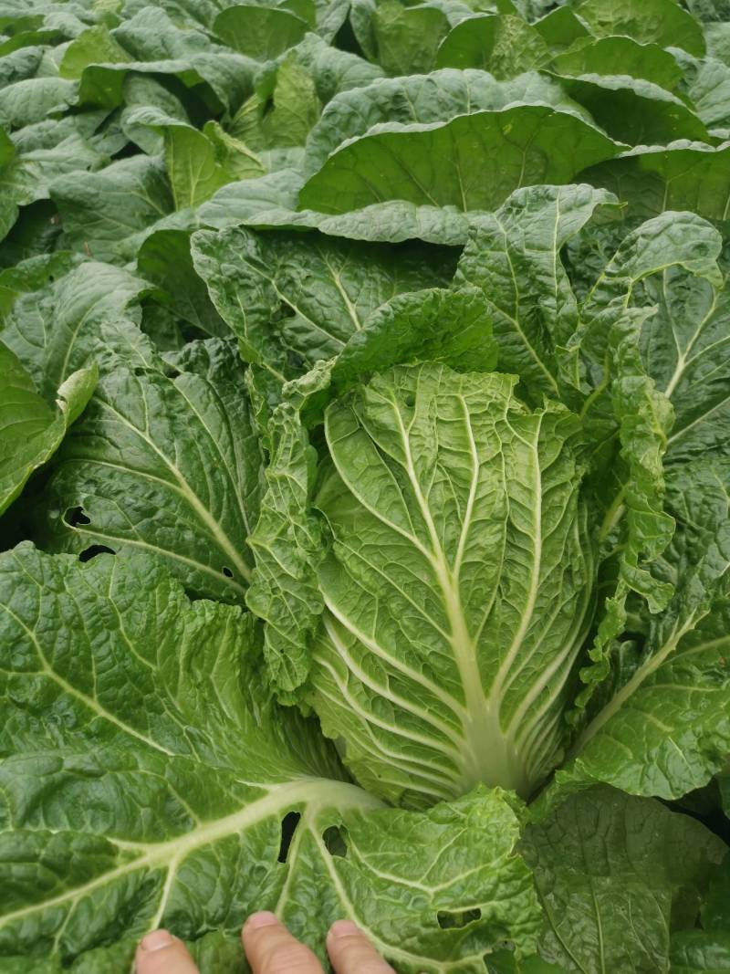 黄心大白菜价格便宜质量好