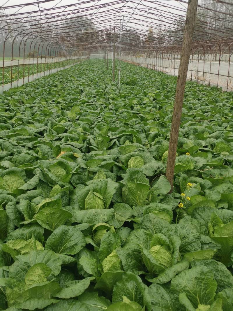 黄心大白菜价格便宜质量好