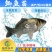 【苗场直供】鲫鱼鱼苗中科五号鲫鱼苗鲫鱼水花供应