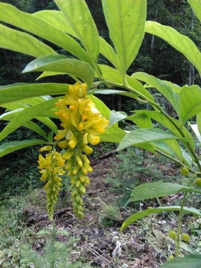 大山深处的野生黄花倒水莲