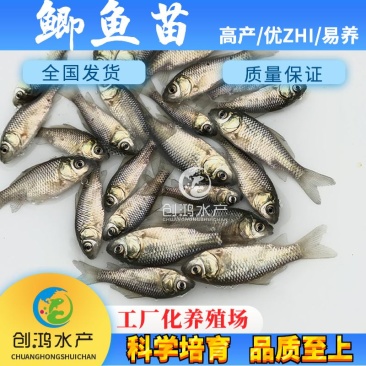 【优质精选】鲫鱼鱼苗快大巨鲫鱼苗鲫鱼水花供应