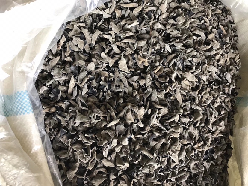 干黑木耳的外观特写