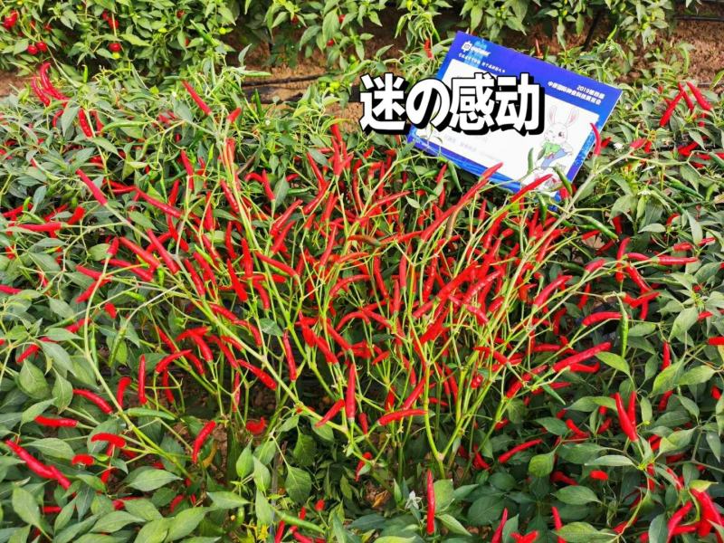 辣椒苗：二金条（软皮、硬皮）艳红、艳椒5号