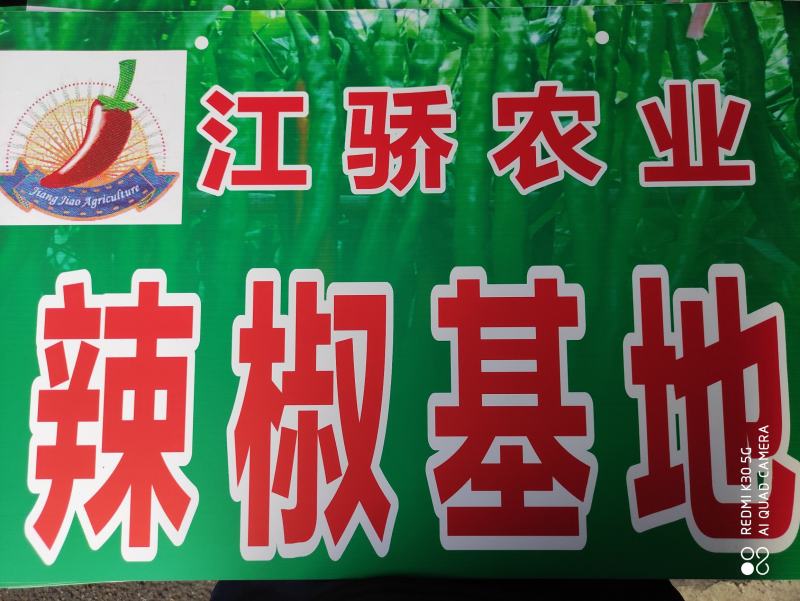 辣椒苗：二金条（软皮、硬皮）艳红、艳椒5号