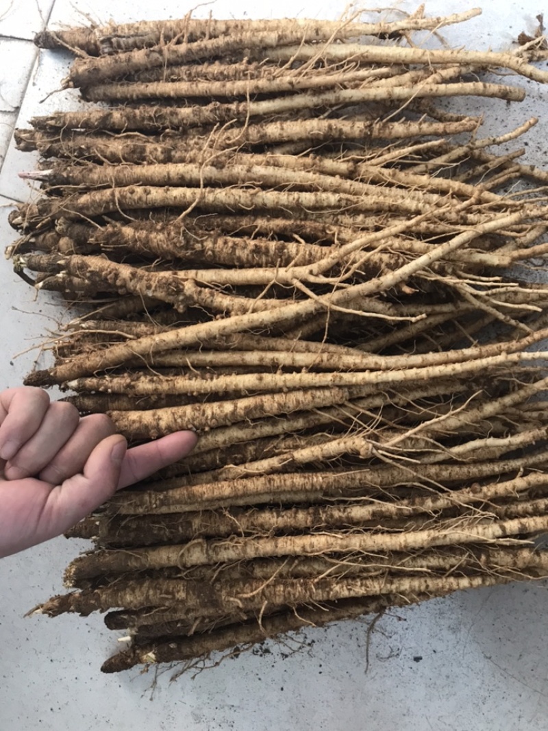 中大长条北沙参(质量保证！鲜新货）客户满意才是我的原则统货