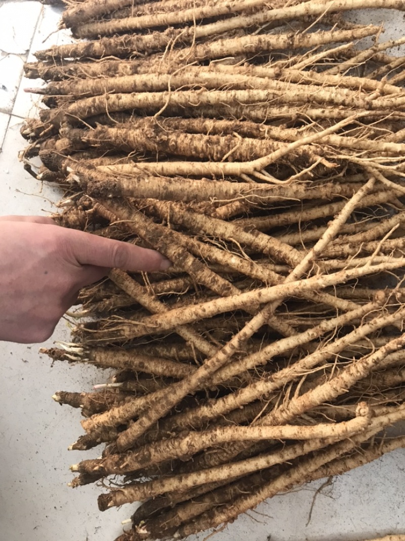中大长条北沙参(质量保证！鲜新货）客户满意才是我的原则统货