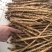 中大长条北沙参(质量保证！鲜新货）客户满意才是我的原则统货
