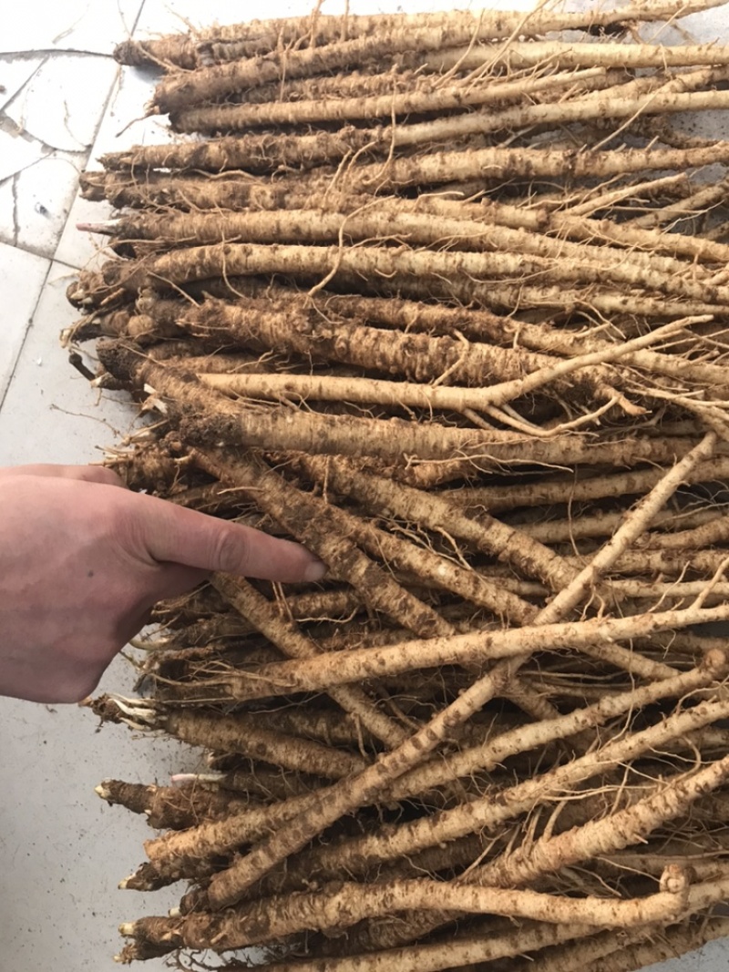 中大长条北沙参(质量保证！鲜新货）客户满意才是我的原则统货