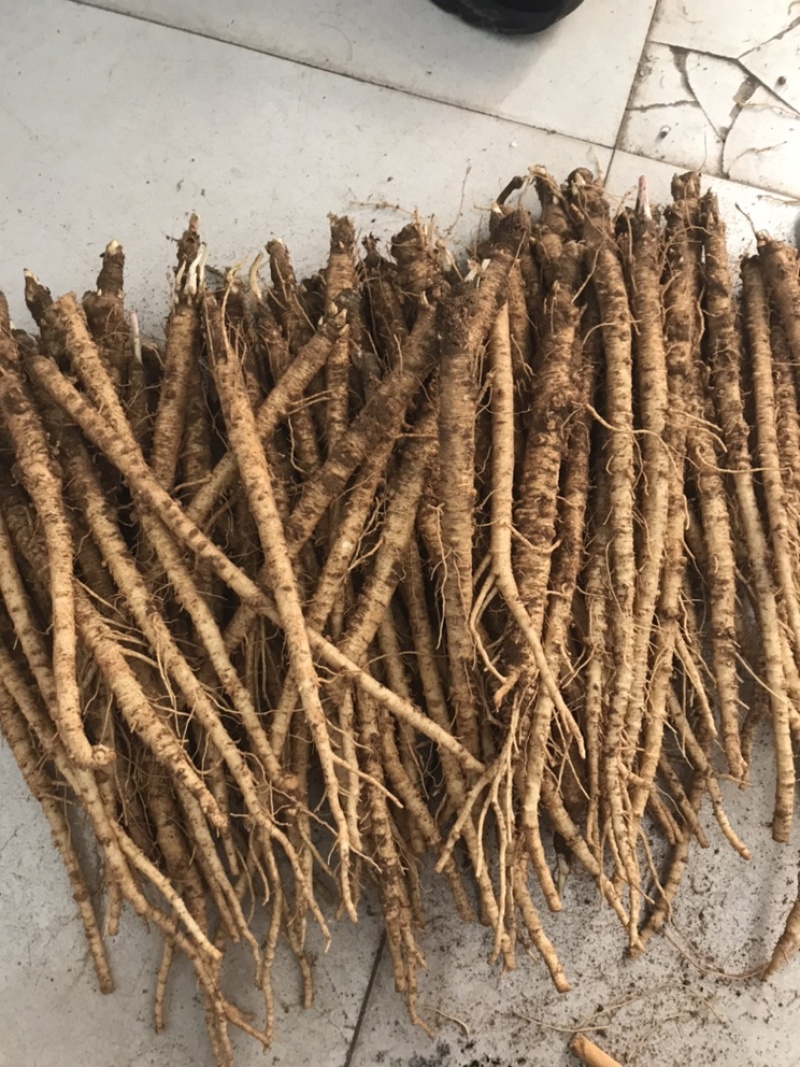 中大长条北沙参(质量保证！鲜新货）客户满意才是我的原则统货