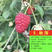 树莓苗秋萍树莓苗基地直销保证品种量大优惠品种齐全