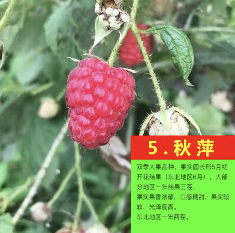 树莓苗秋萍树莓苗基地直销保证品种量大优惠品种齐全