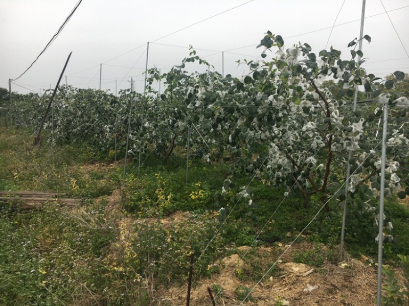 贵妃枣，新鲜上市，接团购，一件代发，量大的价格可以谈