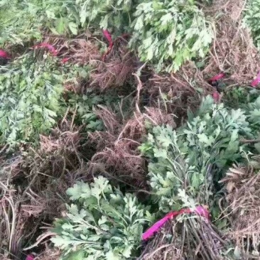 菊花，杭白菊，金丝黄菊，北京菊，黄山贡菊菊花苗大量供应，
