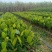1号菠萝蜜苗营养杯泰国五号菠萝蜜苗量大从优