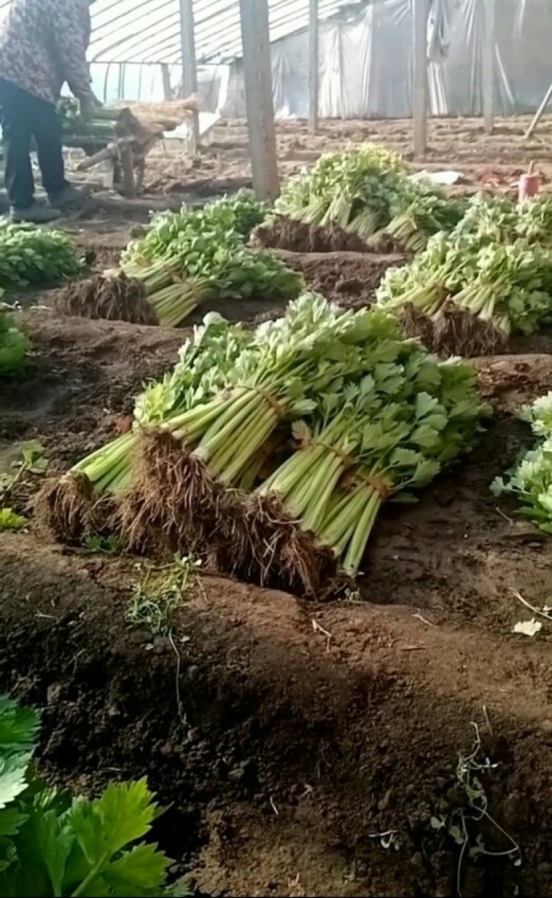 芹菜大量上市啦，色泽好，口感好，质量好