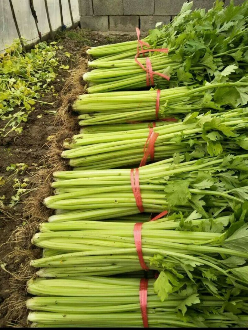 芹菜大量上市啦，色泽好，口感好，质量好