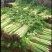 芹菜大量上市啦，色泽好，口感好，质量好
