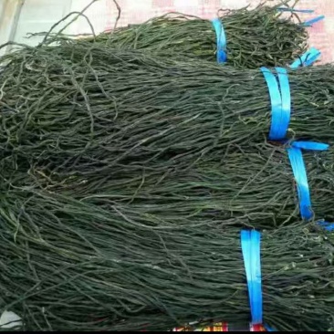 精品干豆角，纯绿色无杂质