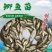 【特价销售】鲫鱼鱼苗中科三号鲫鱼苗白鲫鱼苗东北鲫