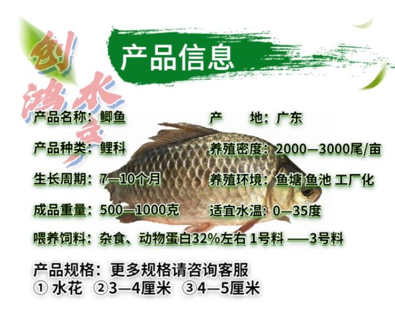 【苗场直供】鲫鱼鱼苗中科五号鲫鱼苗鲫鱼水花供应
