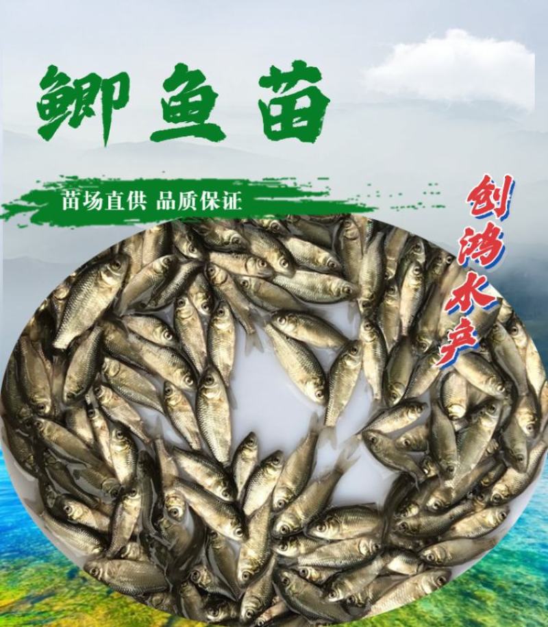 【苗场直供】鲫鱼鱼苗中科五号鲫鱼苗鲫鱼水花供应