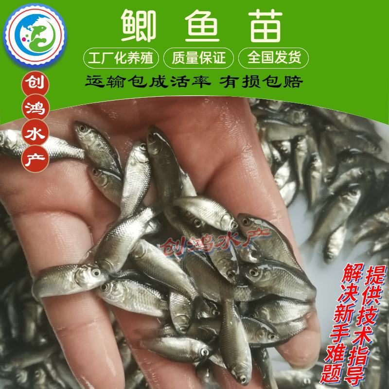 【优质精选】鲫鱼鱼苗快大巨鲫鱼苗鲫鱼水花供应