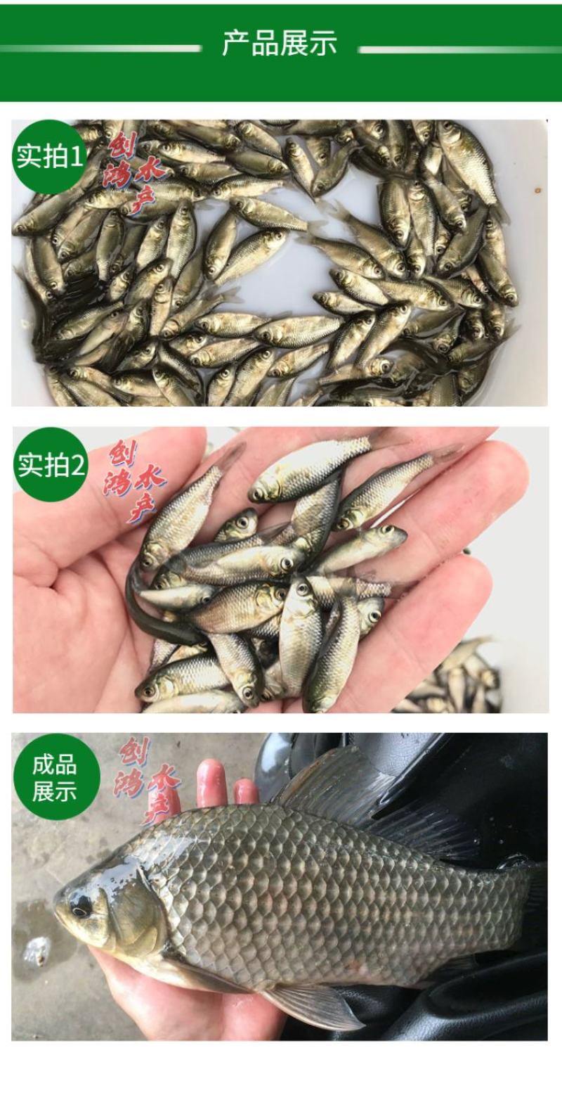 【优质精选】鲫鱼鱼苗快大巨鲫鱼苗鲫鱼水花供应