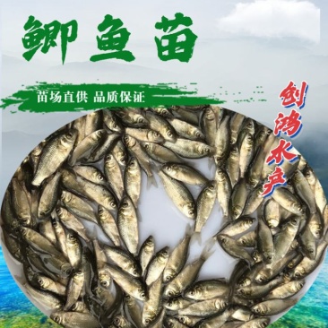 【优质精选】鲫鱼鱼苗快大巨鲫鱼苗鲫鱼水花供应