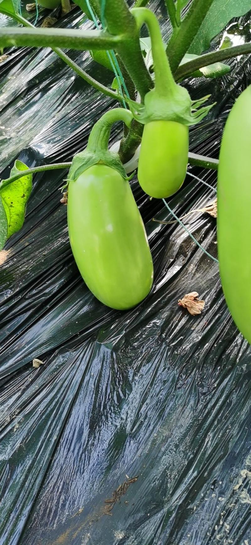【热销中】本地茄子新鲜采摘青茄子绿茄子质量保证