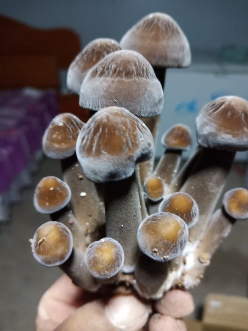 黑皮鸡枞菌菌包，抗杂能力强，转茬快，产量高，品质美丽。