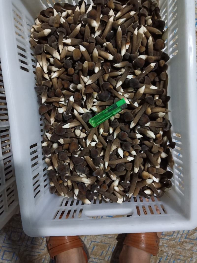 黑皮鸡枞菌菌包，抗杂能力强，转茬快，产量高，品质美丽。