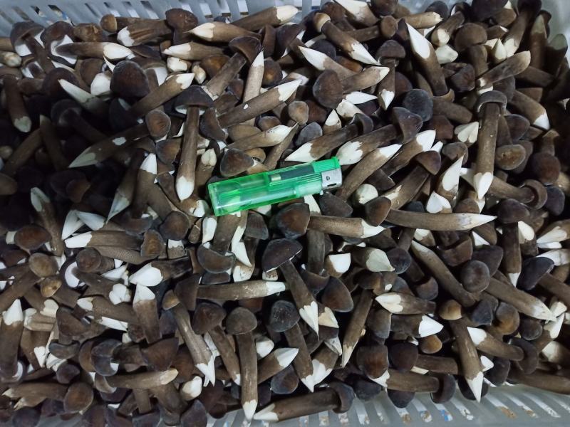 黑皮鸡枞菌菌包，抗杂能力强，转茬快，产量高，品质美丽。