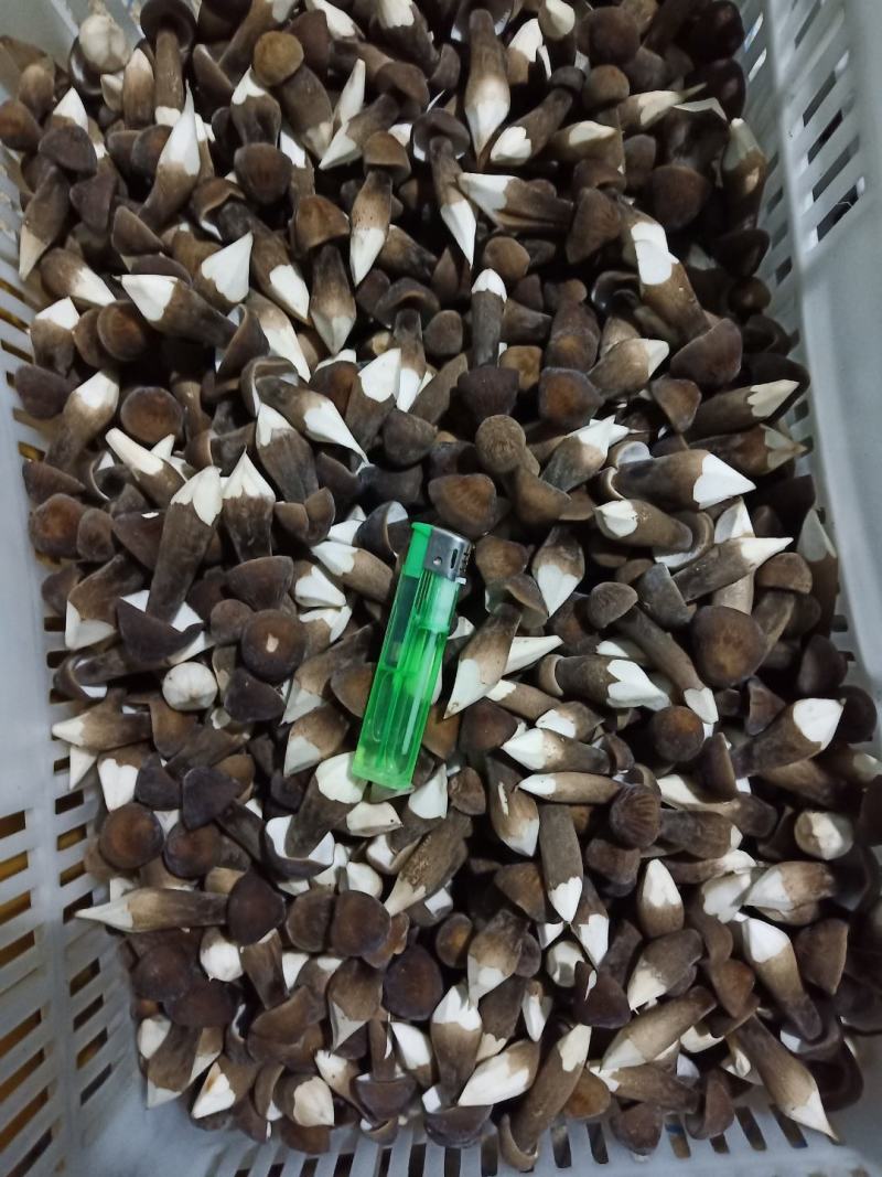 黑皮鸡枞菌菌包，抗杂能力强，转茬快，产量高，品质美丽。