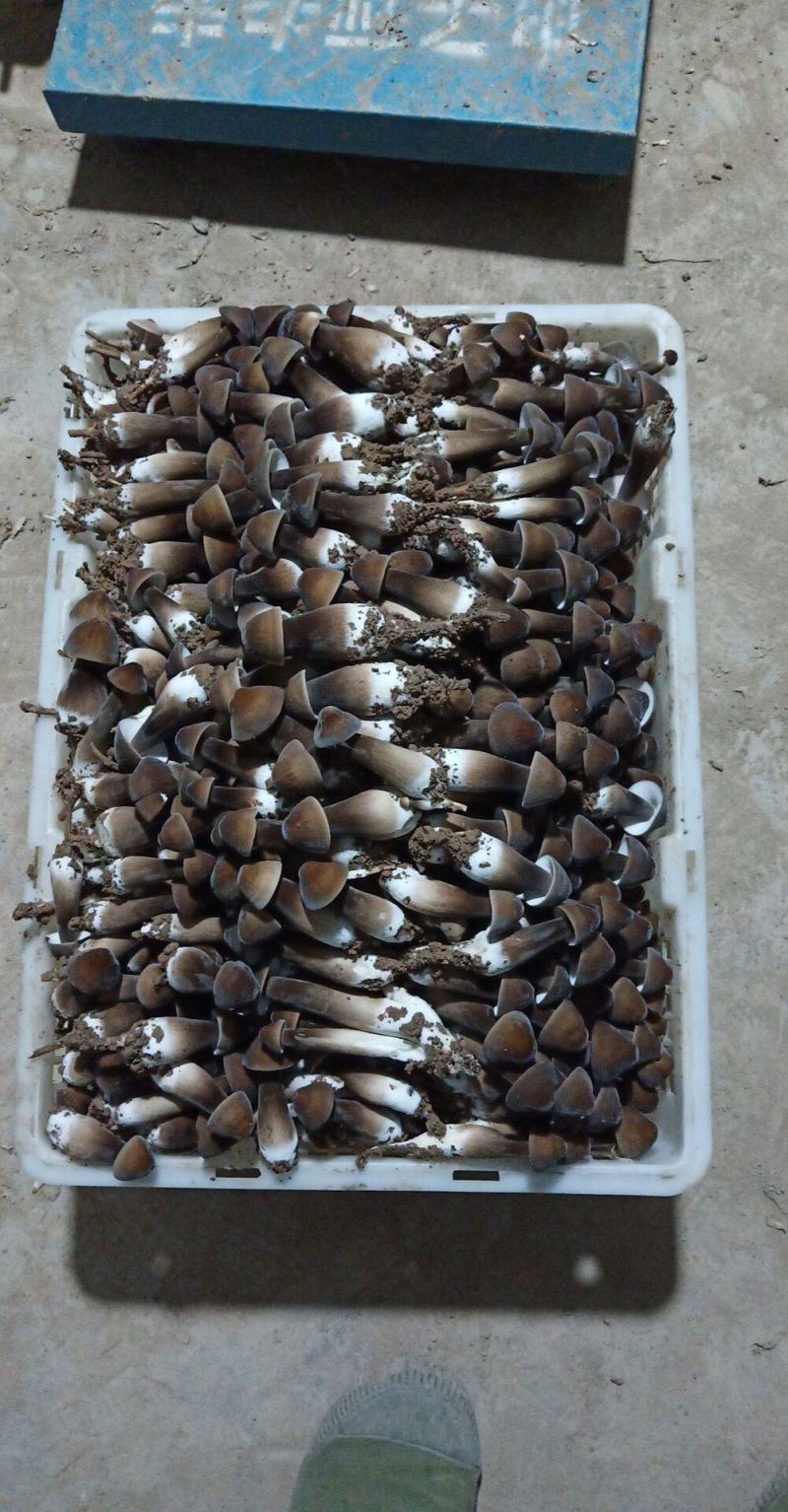黑皮鸡枞菌菌包，抗杂能力强，转茬快，产量高，品质美丽。